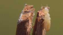 Termite Xylophage