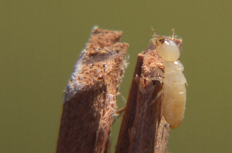 termite xylophage
