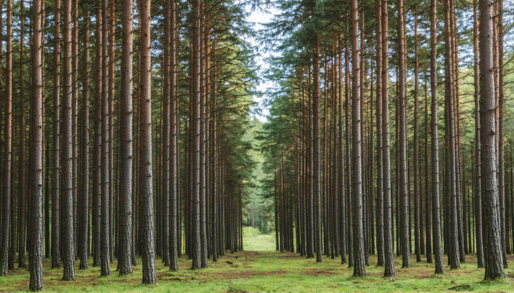 découvrez comment le bois joue un rôle crucial dans la construction d'une société durable et décarbonée. explorez les avantages écologiques de ce matériau naturel, ses applications innovantes dans l'architecture et l'urbanisme, et son potentiel pour réduire l'empreinte carbone tout en favorisant un développement respectueux de l'environnement.