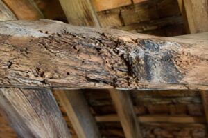 découvrez comment repérer et traiter une infestation d’insectes ou de champignons dans votre charpente, et quand faire appel à un professionnel.