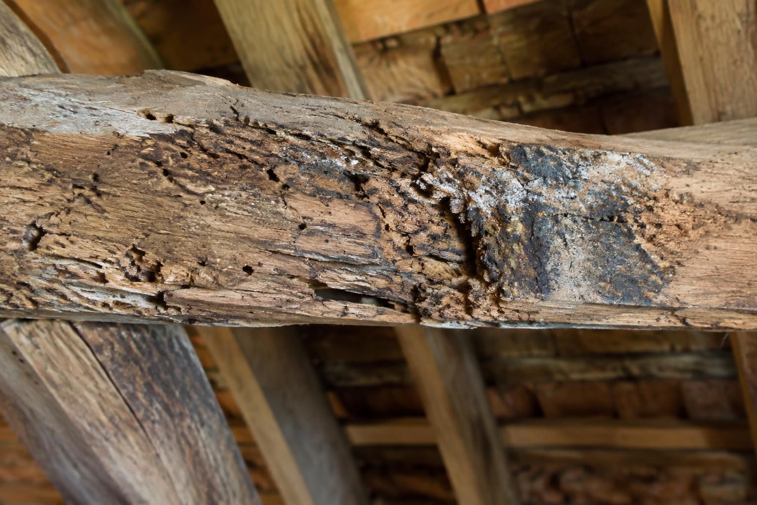 découvrez comment repérer et traiter une infestation d’insectes ou de champignons dans votre charpente, et quand faire appel à un professionnel.