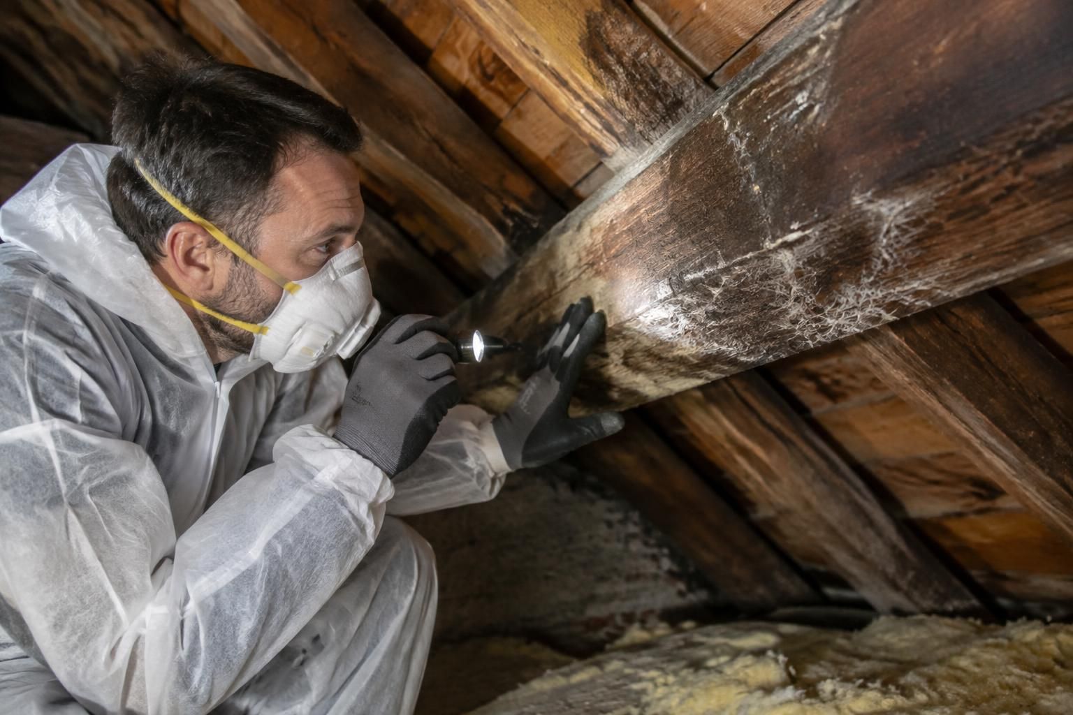 découvrez comment détecter et traiter une infestation d’insectes ou de champignons dans votre charpente, et quand faire appel à un professionnel.