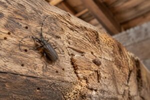 découvrez les insectes qui s’attaquent aux charpentes en bois, les signes de leur présence et les solutions pour protéger votre maison.
