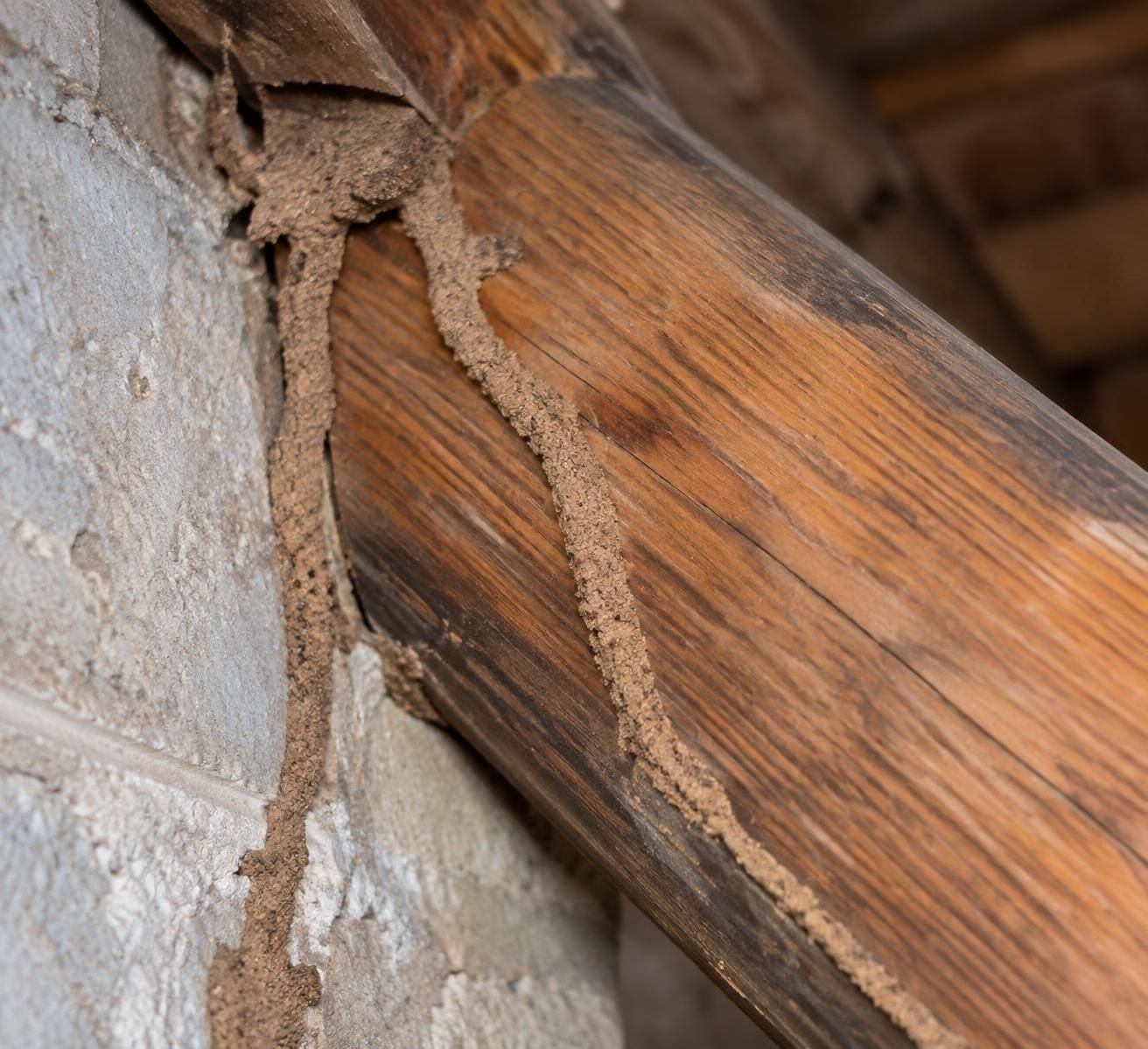 découvrez les insectes qui peuvent endommager une charpente en bois, les signes d’infestation à repérer et les solutions pour protéger votre maison.