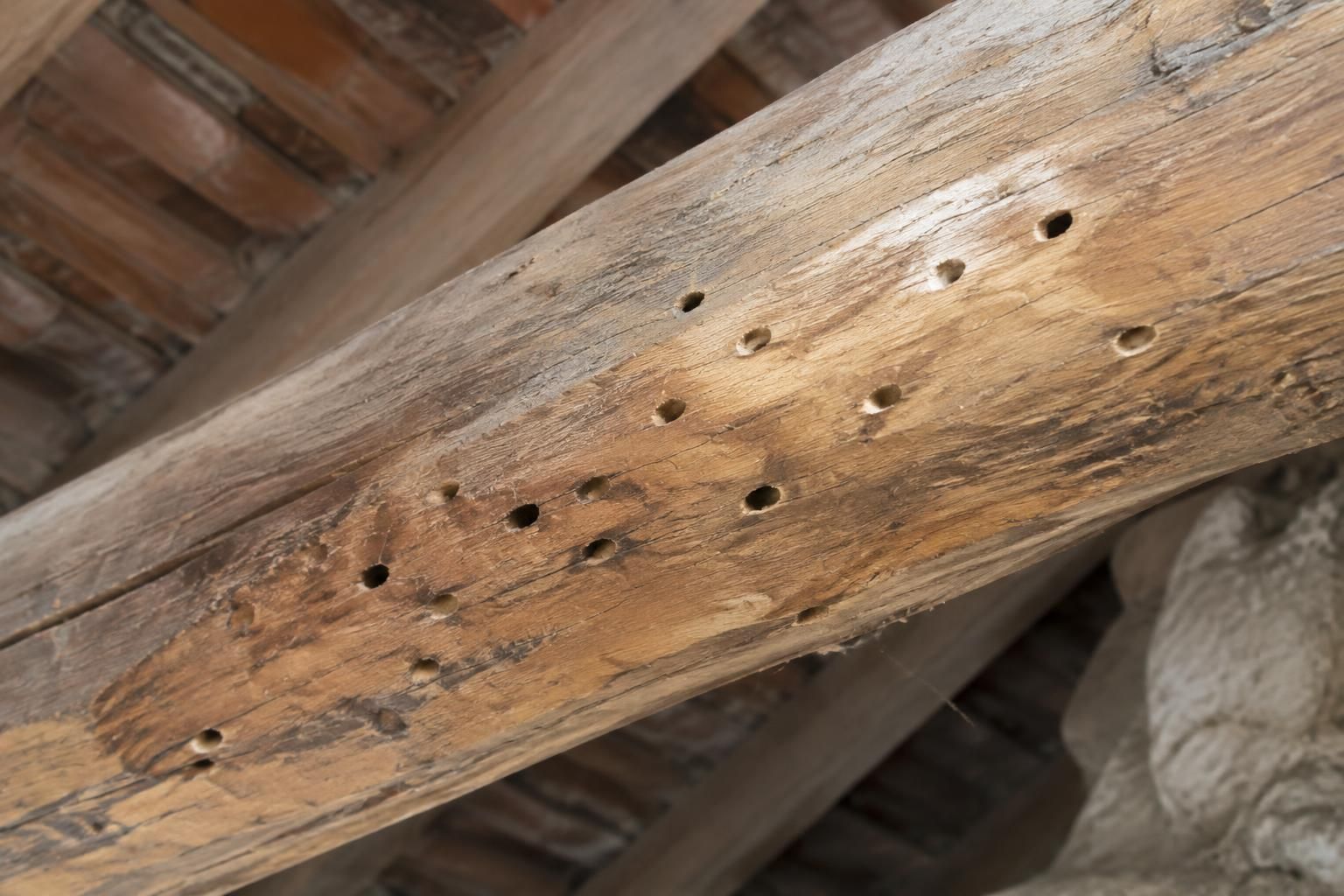 termites, capricornes ou vrillettes : découvrez quels insectes attaquent une charpente en bois, comment repérer les dégâts et protéger votre maison.