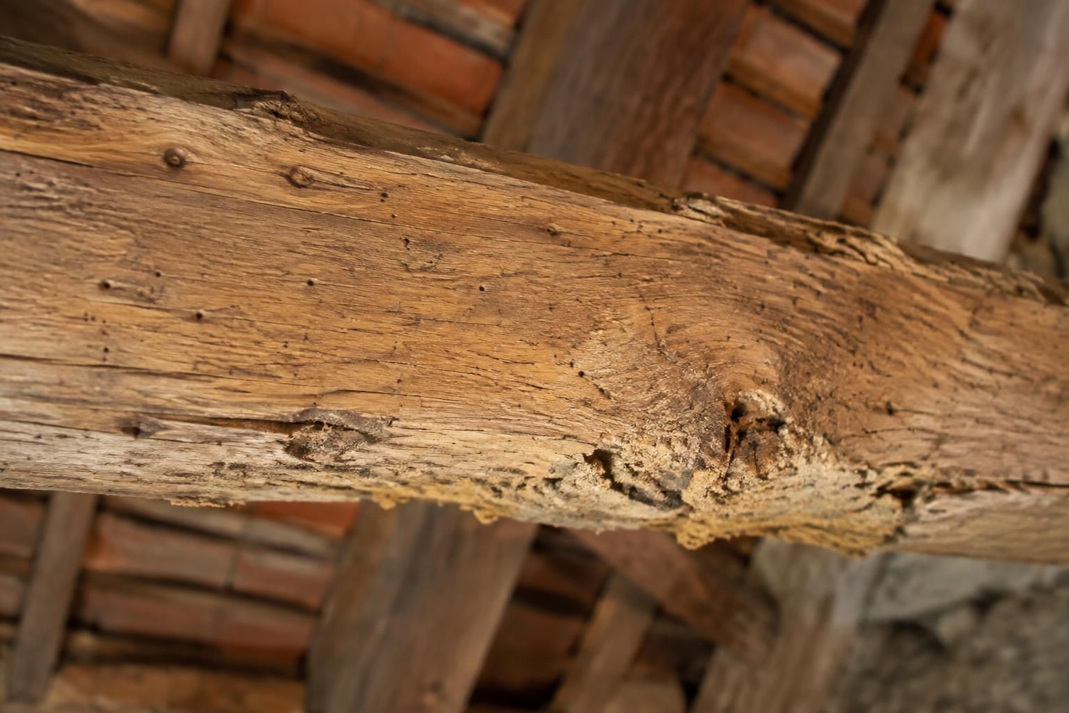 découvrez quels insectes xylophages, comme les termites et les capricornes, peuvent endommager une charpente en bois et comment repérer leur présence.
