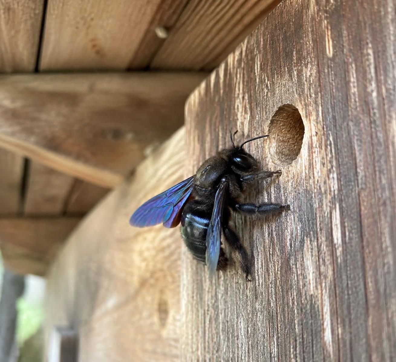 découvrez les insectes qui peuvent endommager une charpente en bois, les signes de leur présence et les solutions pour protéger votre maison.